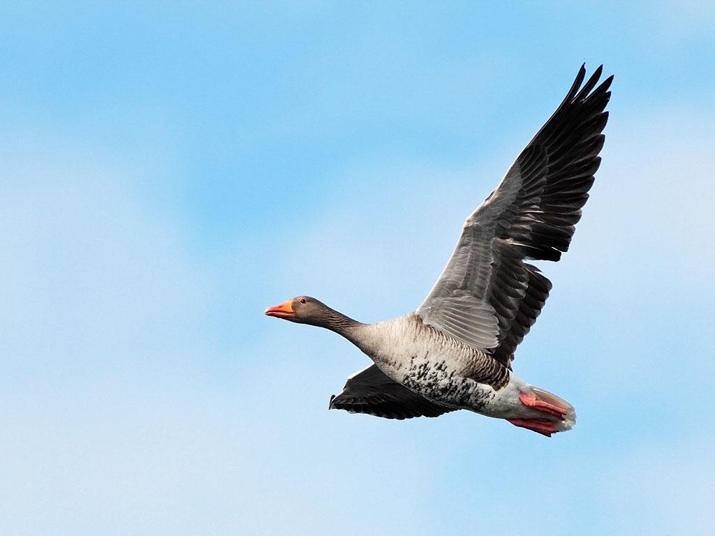 Takern Vandrarhem Svanshals Dış mekan fotoğraf